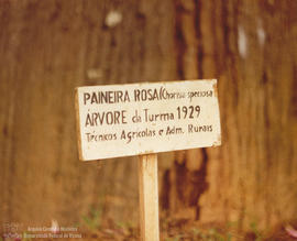 "Árvore dos formandos de 1929"