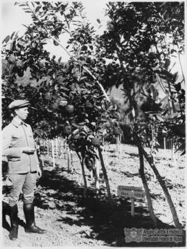 Experimento com limão grosso