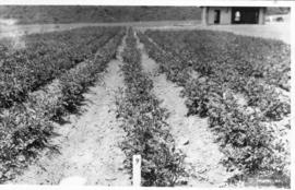 Plantação em área experimental