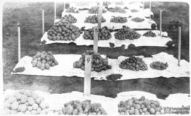 Batata inglesa colhida na ESAV