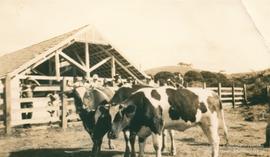 Campo de experimentação 15