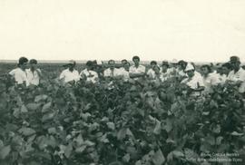 Dia de Campo sobre cultura de Soja