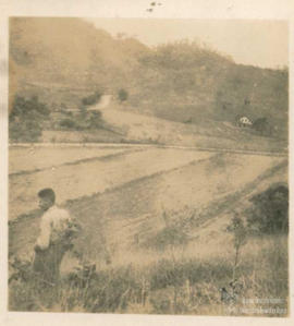Campo de experimentação 29