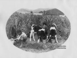 Bezerros sendo alimentados