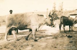 Campo de experimentação 18