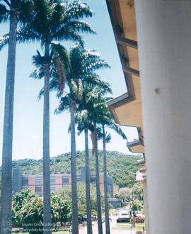Palmeiras Imperiais