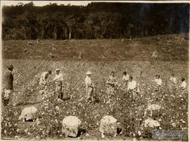 Colheita de algodão na ESAV