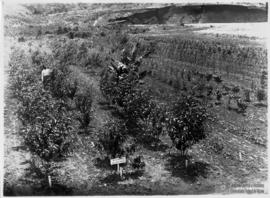 Campo de mudas de "18 nações"