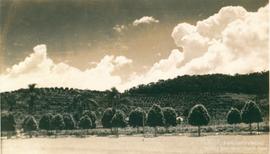 Campo de experimentação 23