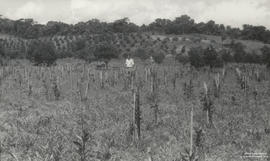 Aula de campo durante a SF