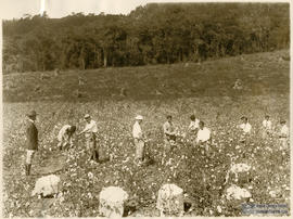 Estudantes colhendo algodão