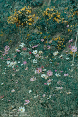 Florescer