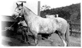 Cavalo Planetta e Joãozinho