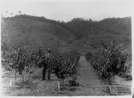 Rolfs observando o viveiro de mudas