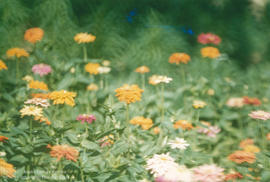 As flores no caminho do Horto