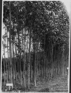 Plantação de eucalipto