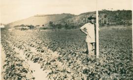 Campo de experimentação 02