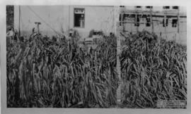 Campo de experimento