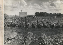 Campo experimental