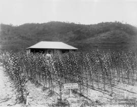 Viveiro de limão rosa