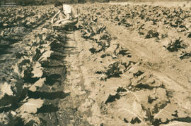 Imagem 08