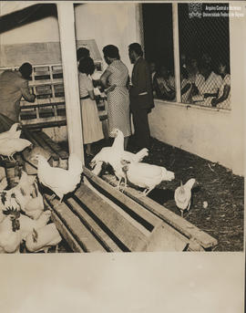 Aviário da Zootecnia