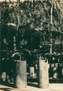 Campo de experimentação 14
