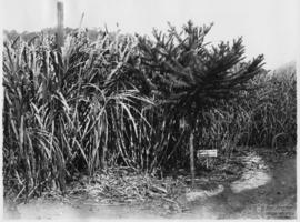 Plantação de cana cavalo