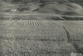 Campo de Produção
