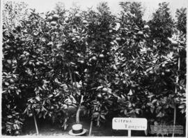 Experimento com Citrus Tangelo