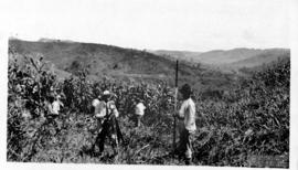 Divisa de São Miguel do Anta