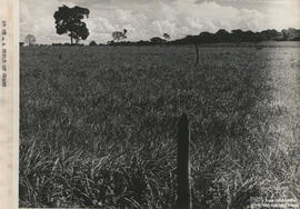 Campo experimental