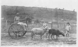 Trasporte de tração animal