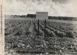 Campo experimental