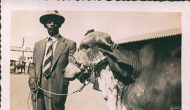 Bovinos 05