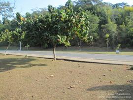 A257 (2)