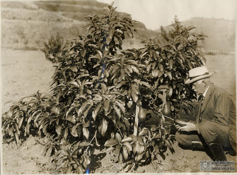 Open original Digital object