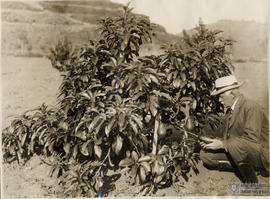 Rolfs observando Abacateiro “Guatemala”