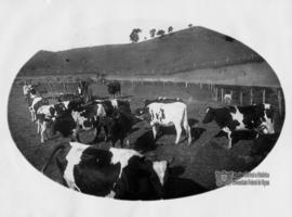 Rebanho da raça Holstein