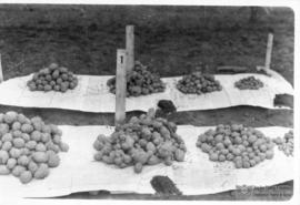 Batata inglesa colhida na ESAV