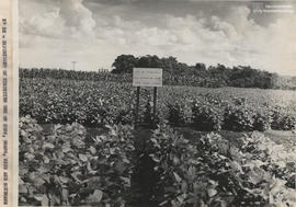 Campo experimental