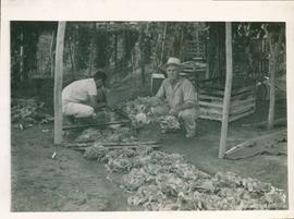 Campo de experimentação, cultivo e produção 04
