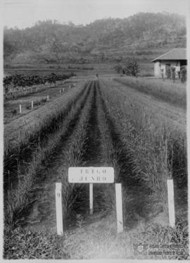 Plantação de Trigo no campo experimentação