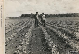 Campo experimental