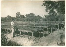 Campo de experimentação, cultivo e produção 02
