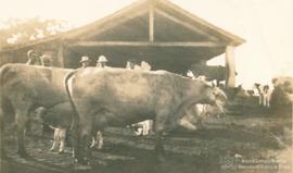 Campo de experimentação 06