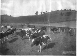 Rebanho da raça Holstein