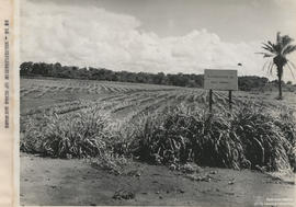 Campo experimental