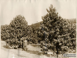 Triplaris cumingiana do Panamá