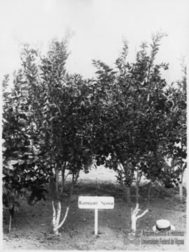 Experimento com citrus Kumquat Meiwa